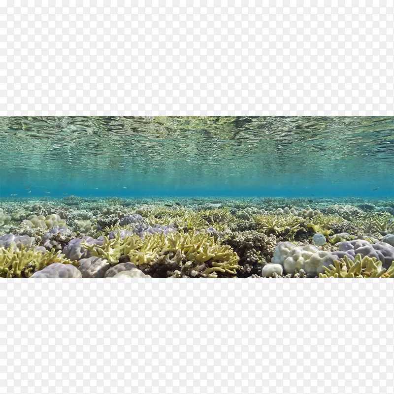海底自然光峡谷-珊瑚海