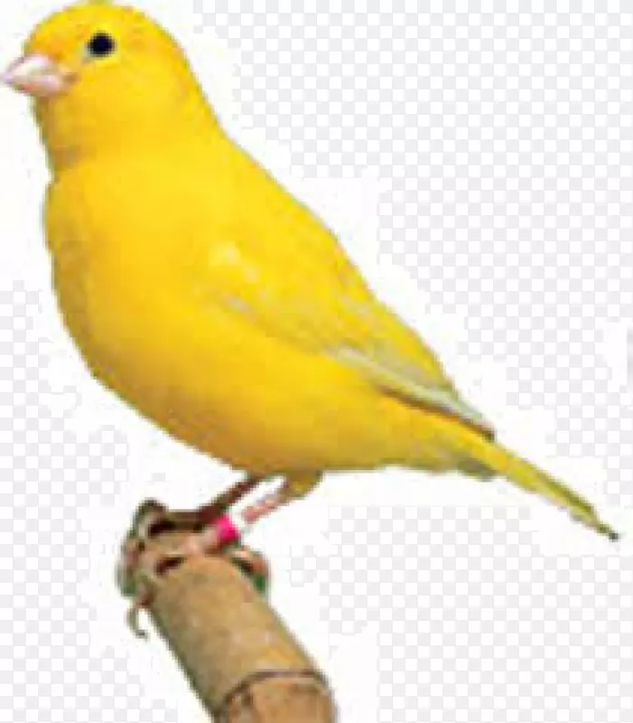 家养金丝雀群岛鸟黄色金丝雀鸟