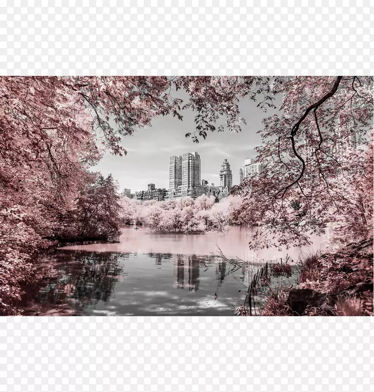 中央公园摄影师-无框绘画