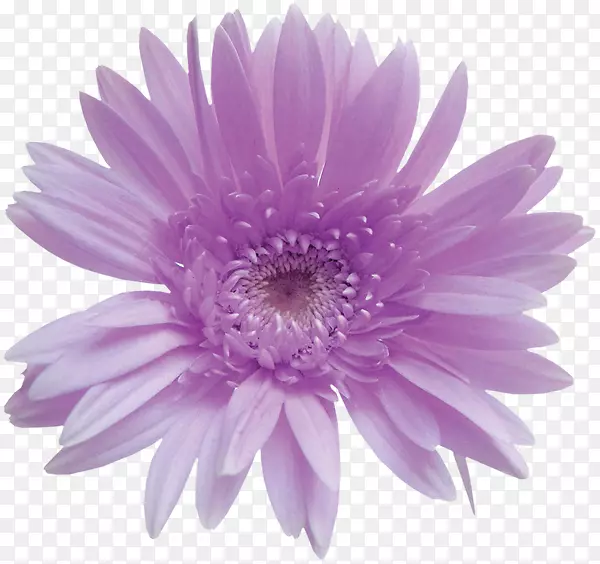 桌面壁纸插花艺术.紫色花束