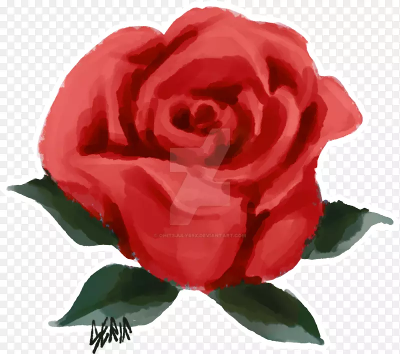 花园玫瑰、蜈蚣玫瑰、花卉剪贴画-实物玫瑰