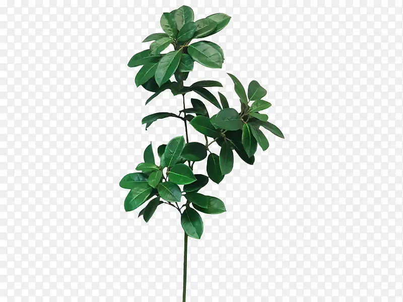 灌木叶植物茎秆茶花材料