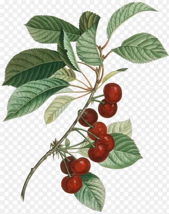 酒酸樱桃植物学图例-伊宝拉