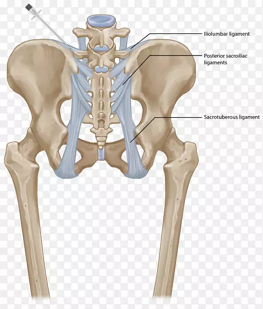 髋关节骶髂关节功能障碍骶髂后韧带髂腰韧带