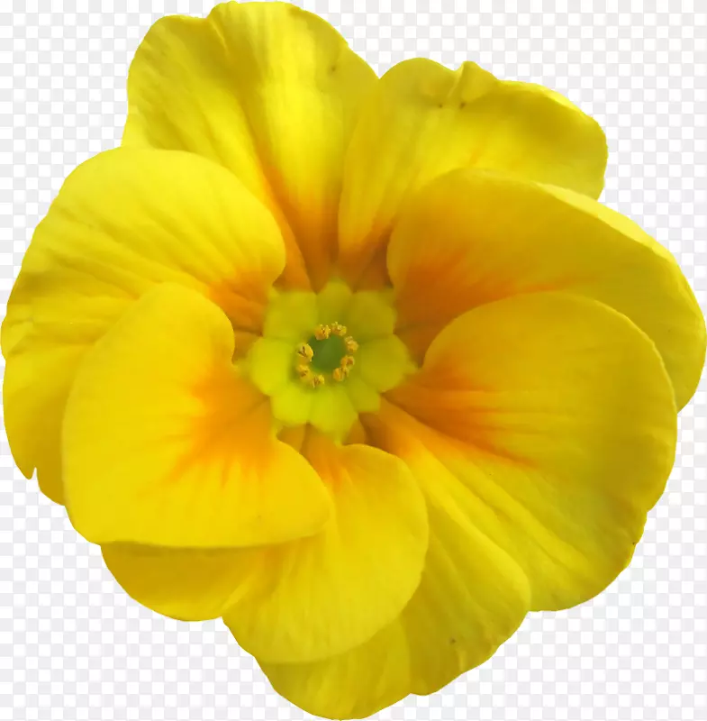 黄色花园玫瑰花瓣-黄色杏花