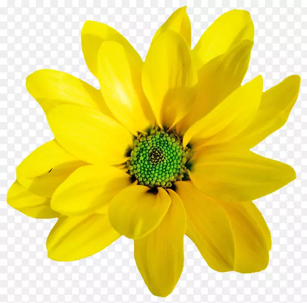 黄色橙色花卉剪贴画-春天盛开的花朵