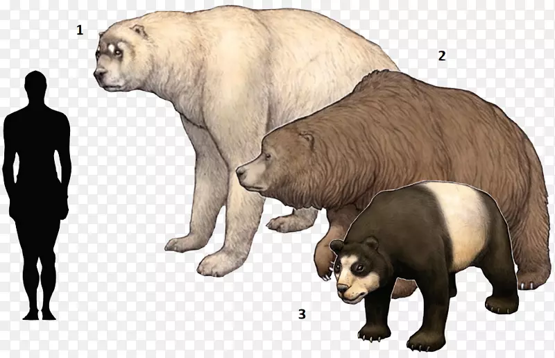 北极熊洞穴熊短脸熊Panthera leo spelaea-古代野兽
