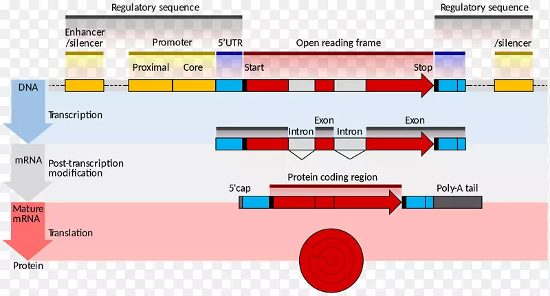 基因结构信使RNA基因表达编码区转录-生物医学