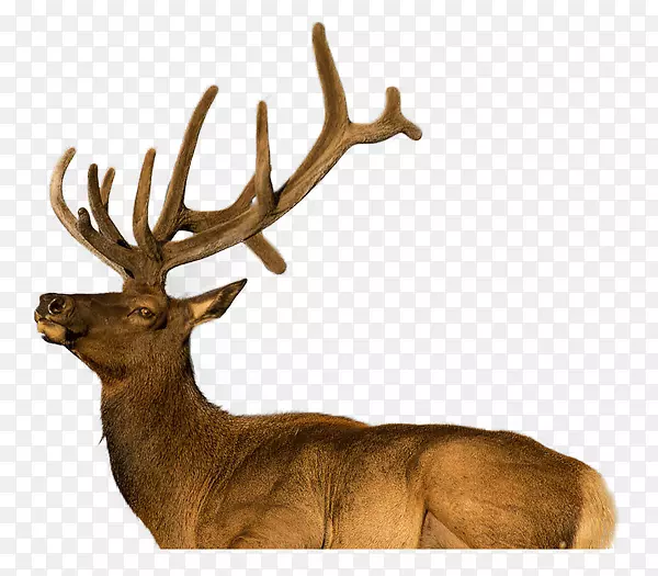 麋鹿、驯鹿、鹿茸、陆生动物、野生动物-梅花鹿