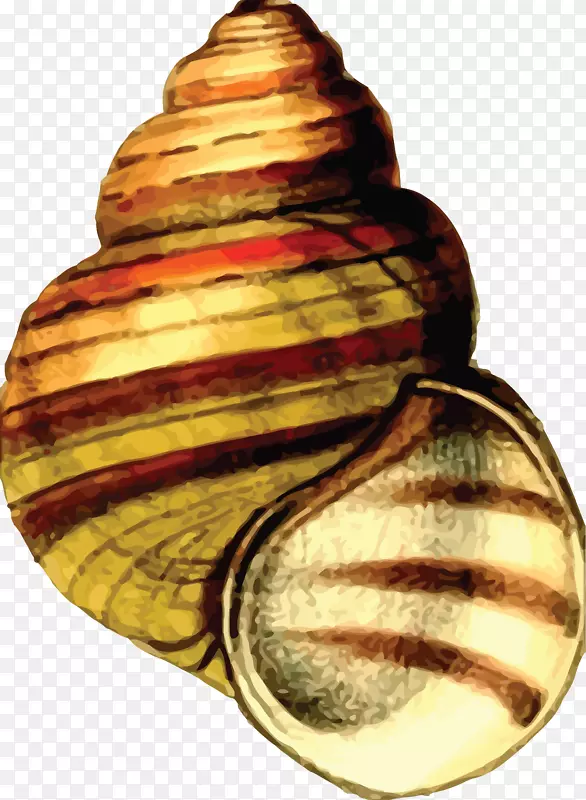 贝壳蜗牛夹艺术.天然海洋动物海螺