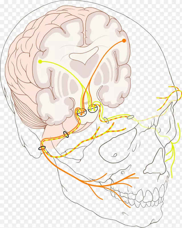 面神经管麻痹贝尔氏麻痹内听道-神经结构