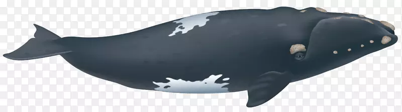 南露脊鲸海豚北大西洋露脊鲸北太平洋露脊鲸悬崖