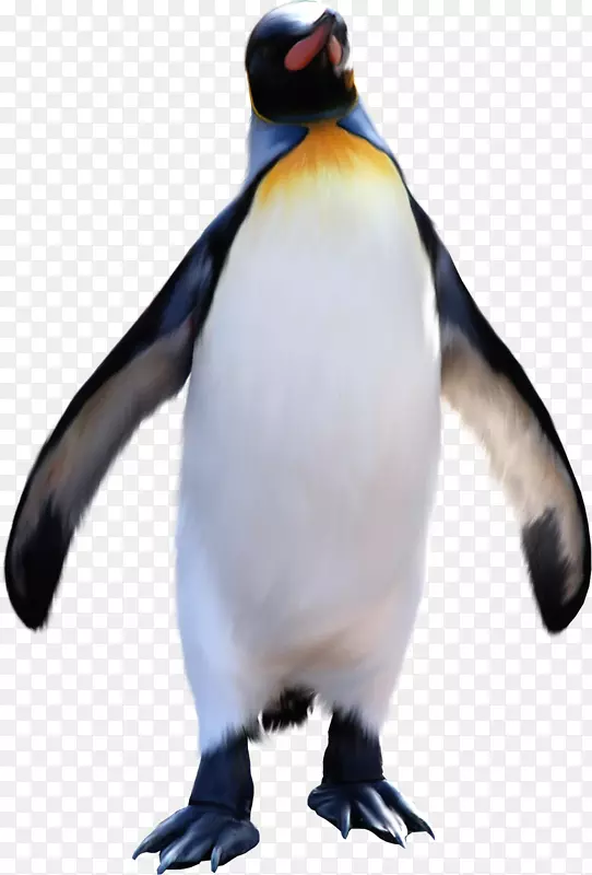 南极帝企鹅王企鹅剪贴画-企鹅