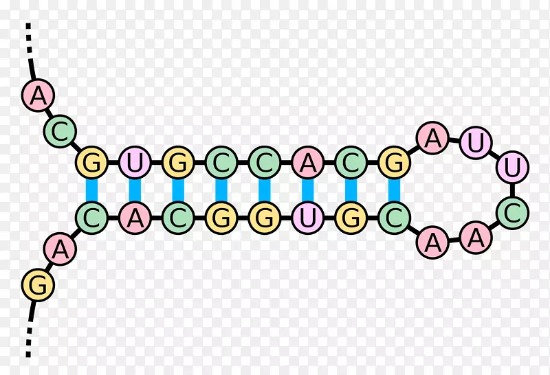 吻茎环RNA碱基对核酸双螺旋发夹
