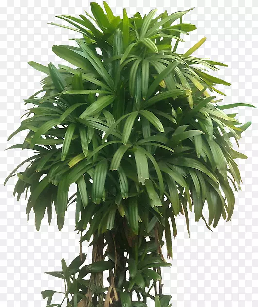 槟榔科室内植物幸运竹-竹树(Rhapis Exelsa Anrecaceae)