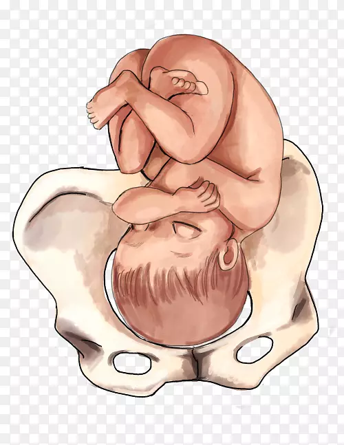 胎儿位置分娩婴儿表现-婴儿肚子