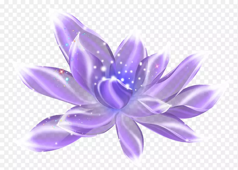 紫罗兰色紫罗兰花