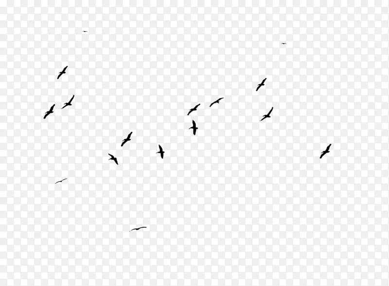鸟群迁徙白色字体飞乌鸦覆盖层
