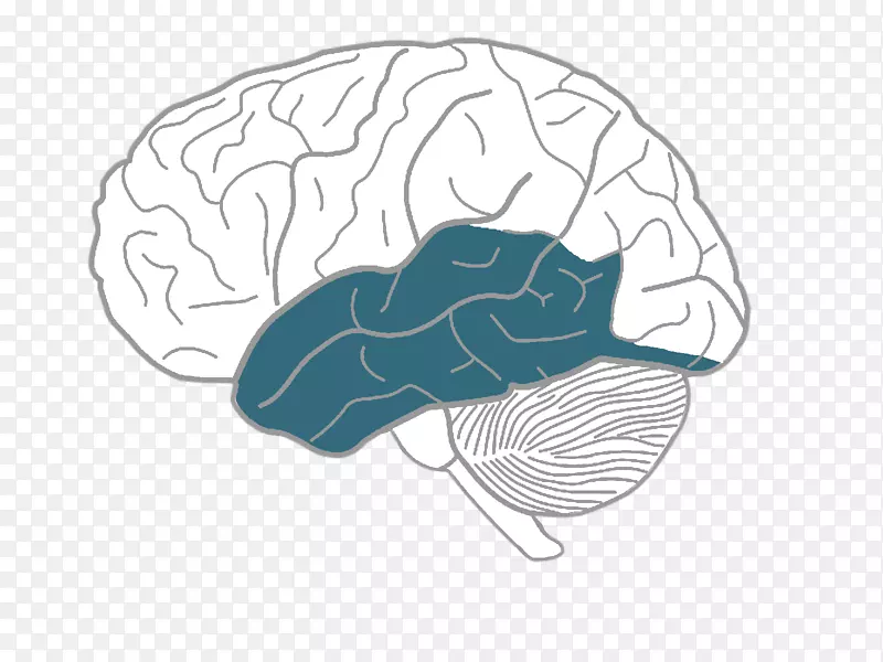 人脑素描-在大脑上