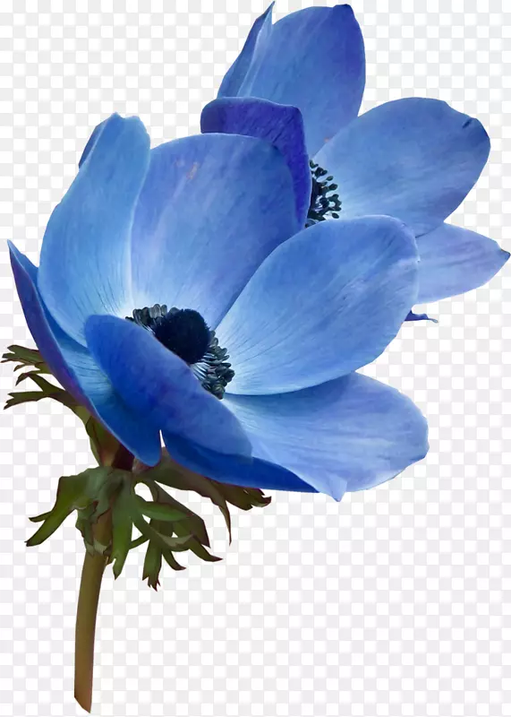 花蓝色花园玫瑰花彩色剪贴画-花