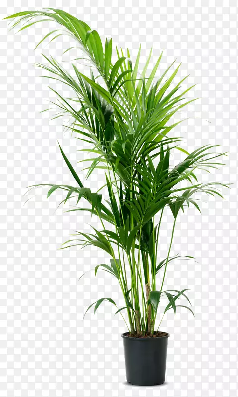 毛竹-棕榈属植物