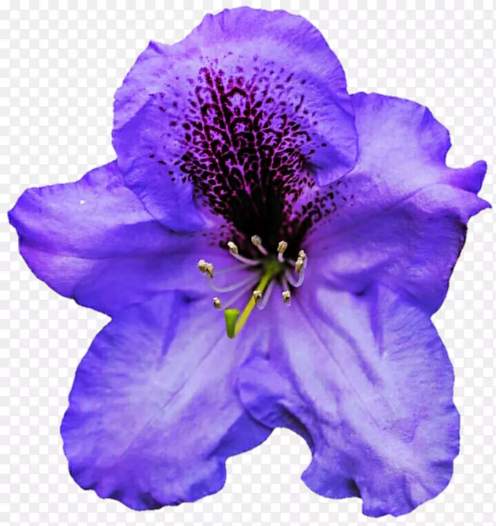 紫花瓣一年生草本植物紫罗兰