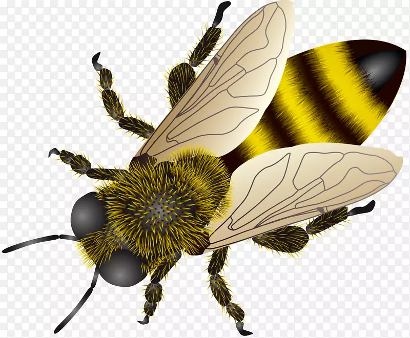 西方蜜蜂昆虫剪贴画-蜜蜂