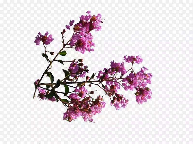 数码艺术-粉色花朵香水