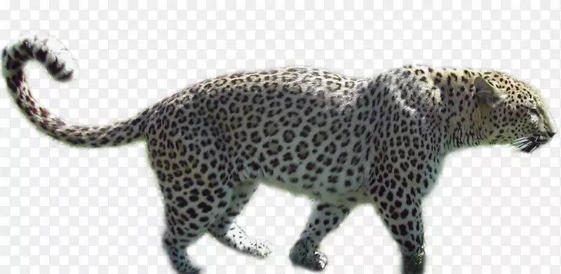 豹美洲豹黑豹猎豹斑马图案背景