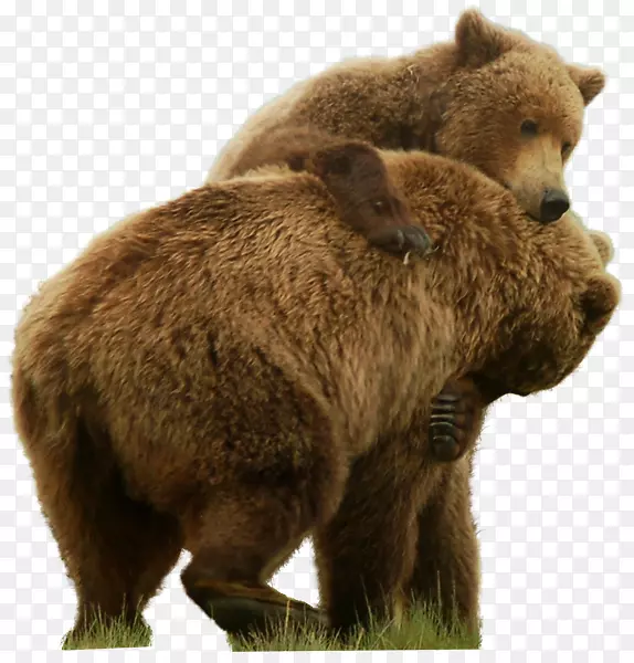 棕熊，北极熊，灰熊