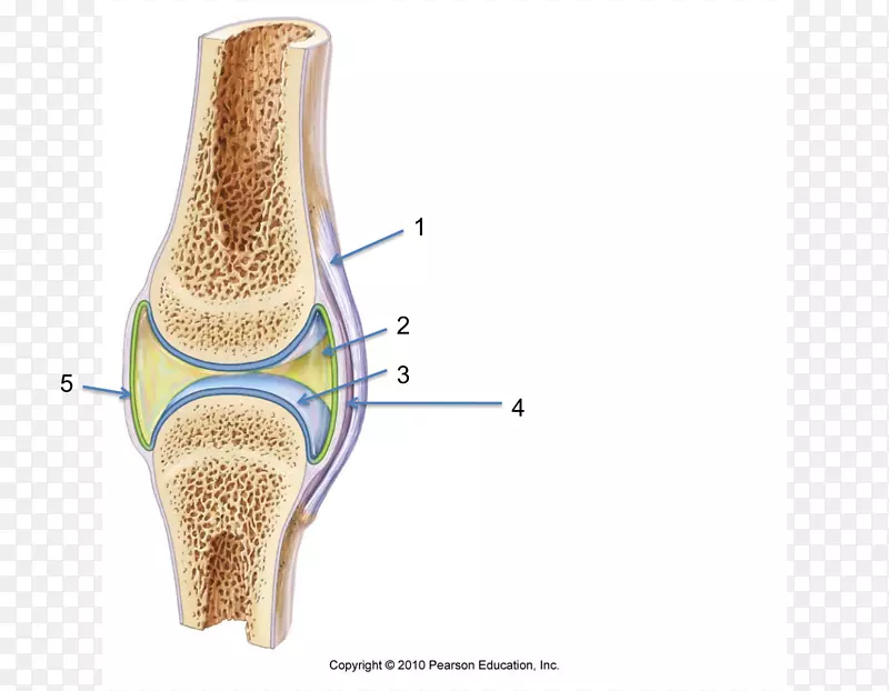滑膜纤维关节滑膜液-股骨