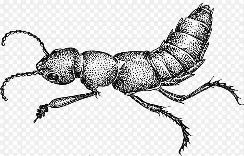 蚂蚁魔鬼的马车马甲虫作曲画-魔鬼的尾巴