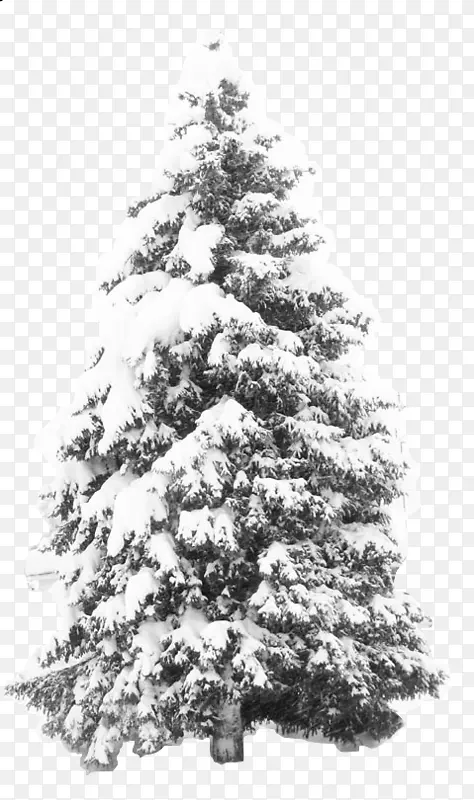 雪花松树-雪