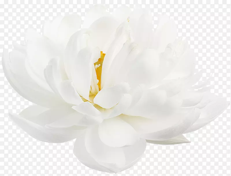 野莲花白花瓣桌面壁纸-花