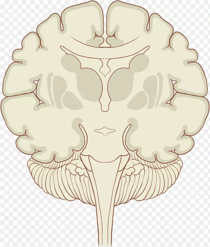 人脑蛋白质组冠状面丘脑核医学