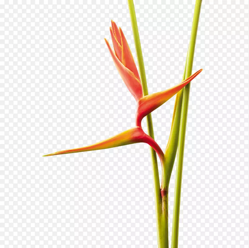 龙虾-爪子草，植物茎科-花瓶花