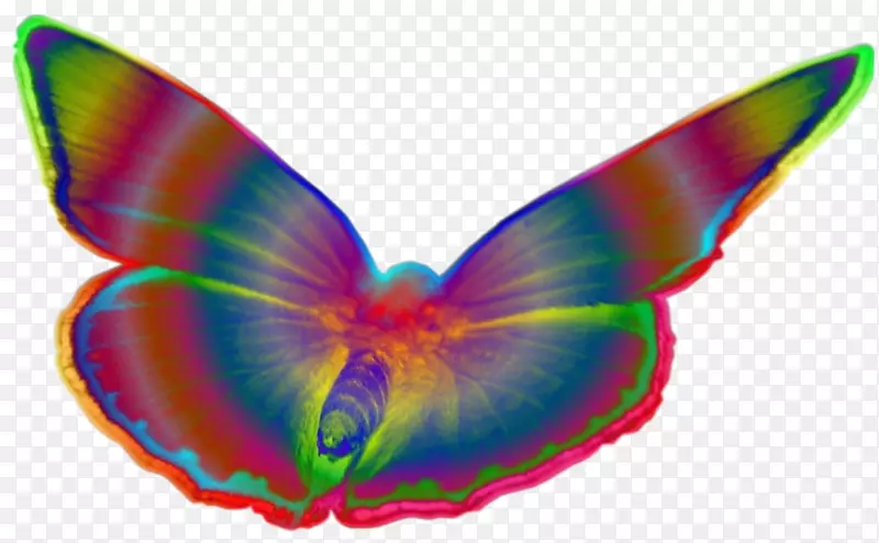 蝴蝶和飞蛾画流行艺术