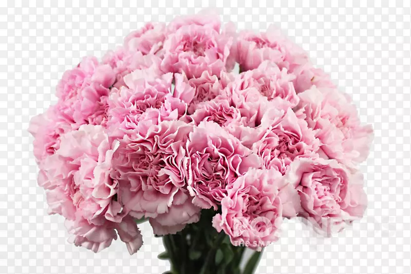 康乃馨粉红色花朵花束-菊花