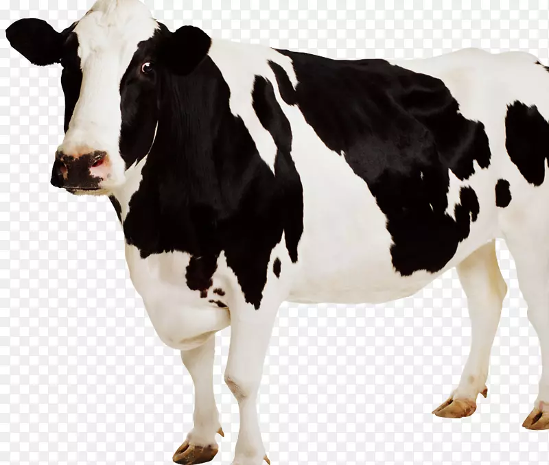 泽西岛牛贴乳牛剪贴画