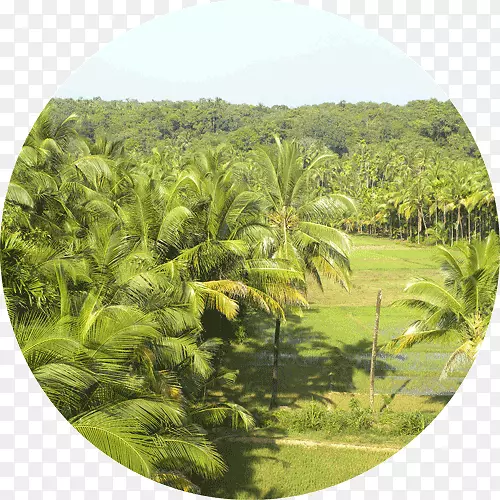 喀拉拉回水槟榔科椰子树-俯瞰椰子树