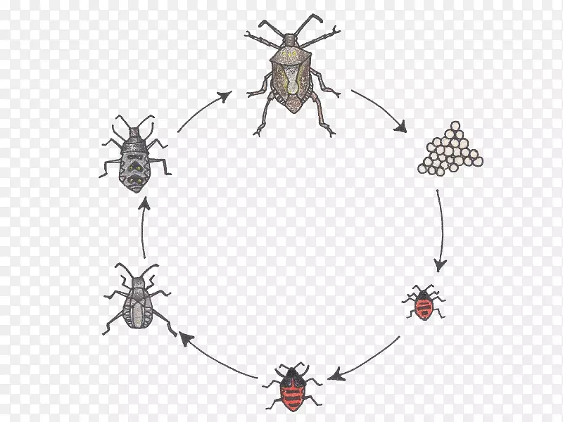 灰甲虫棕色马氏体臭虫蝴蝶生物生命周期-昆虫叶片