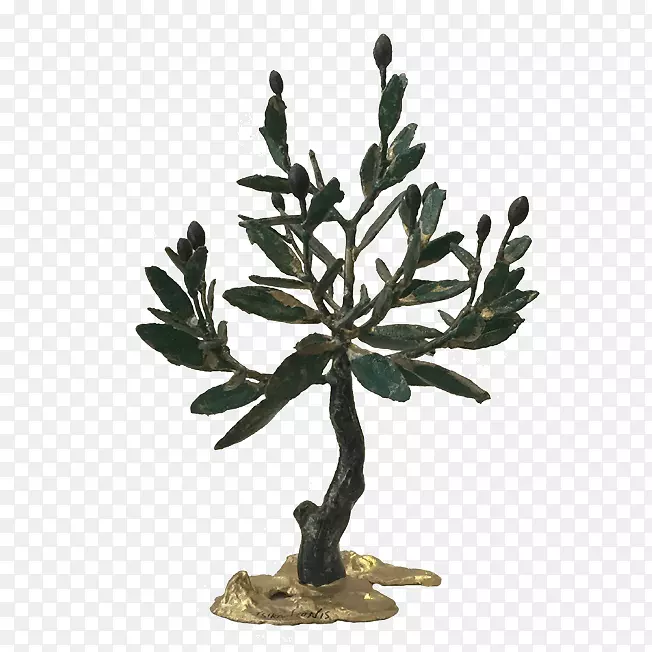 花盆分枝植物茎橄榄树