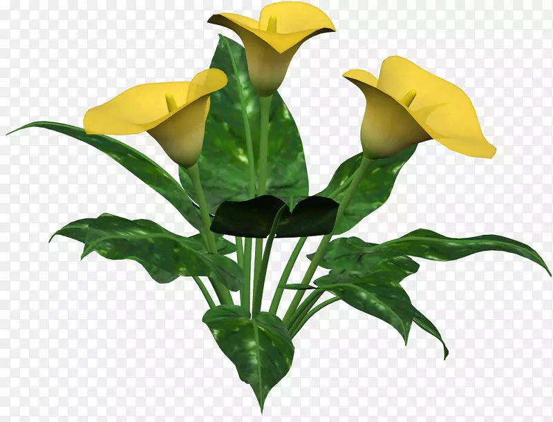 百合切花.愈伤组织