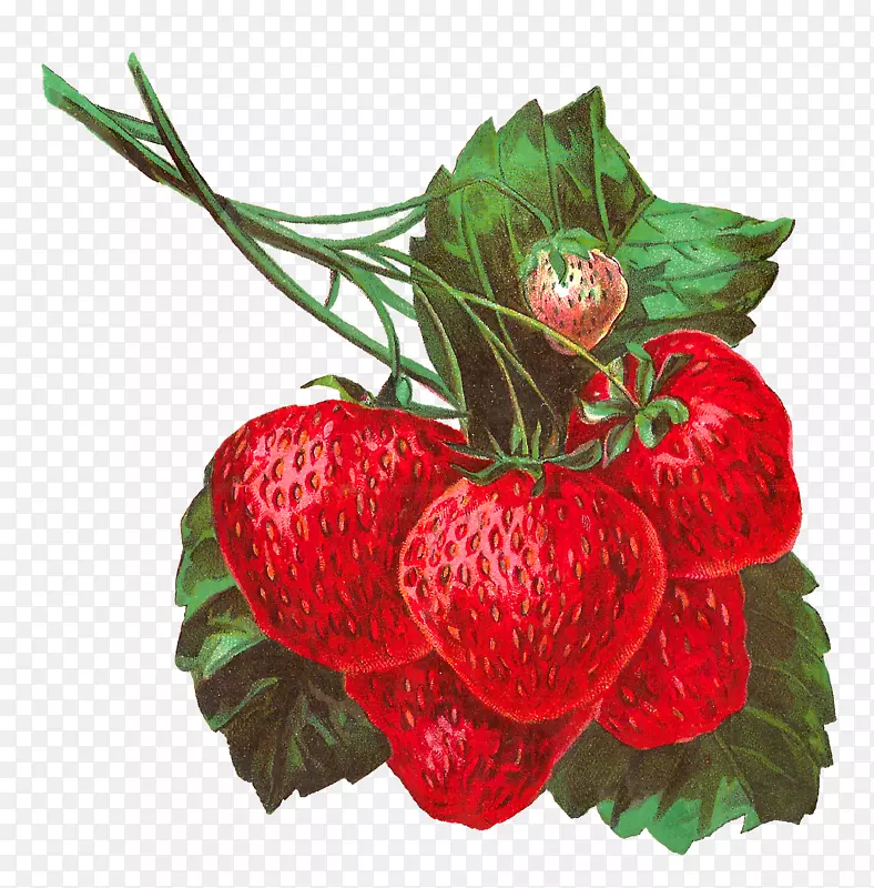 草莓果夹艺术-草莓插图