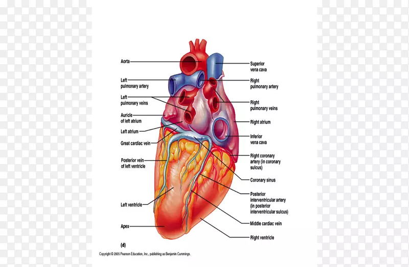 心肌冠状循环冠状窦静脉壁破裂