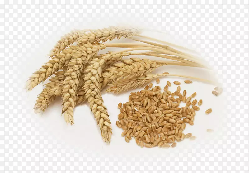 普通小麦全麦浆果米
