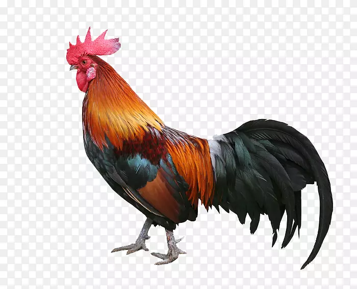 韦尔夏凯马鸡肉公鸡养殖业-鸡媒