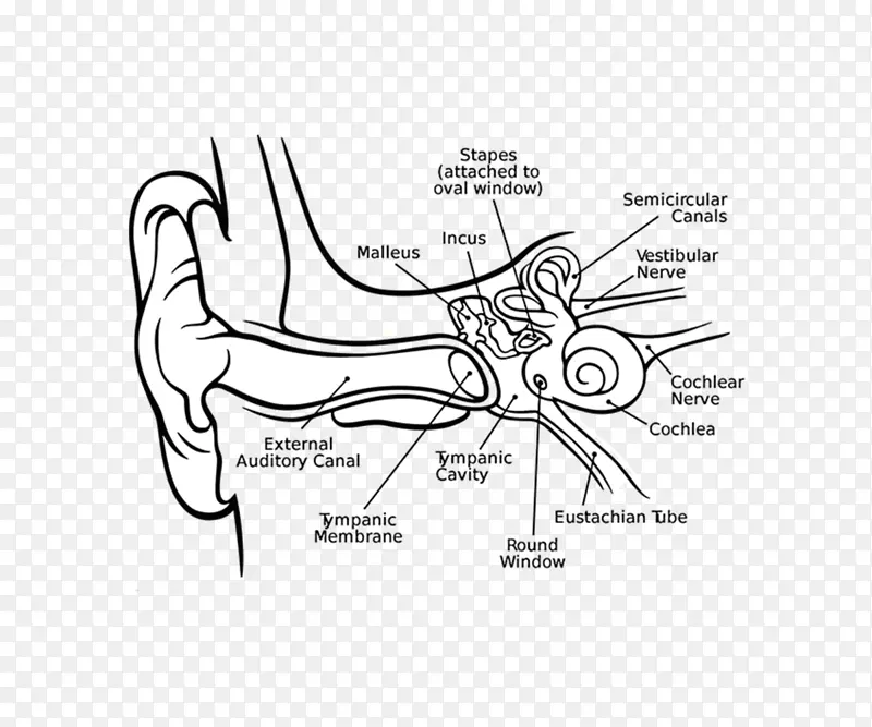 耳蜗中耳内耳鼓膜-人耳