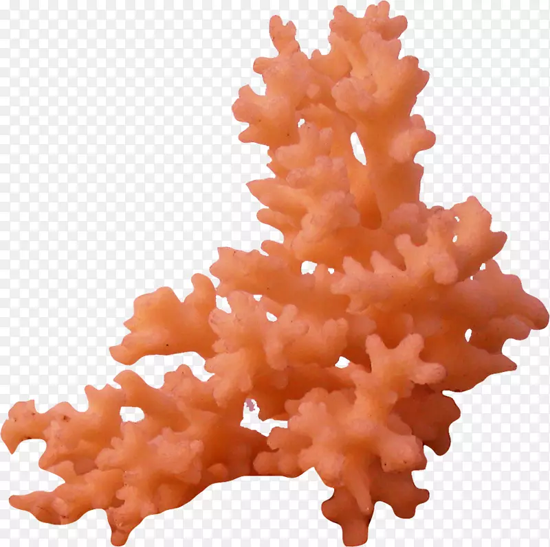 珊瑚礁海剪贴画-海