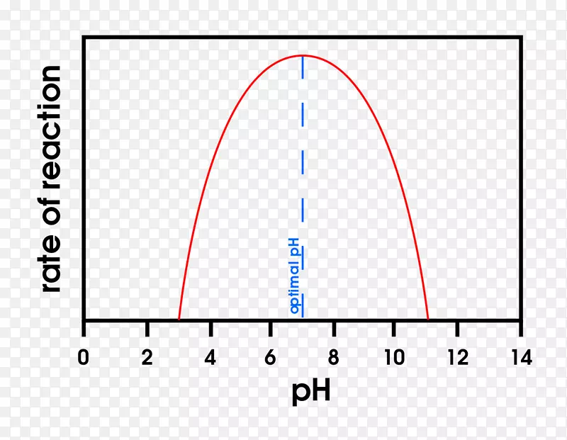 pH酶变性热力学活性反应速率-干老效应